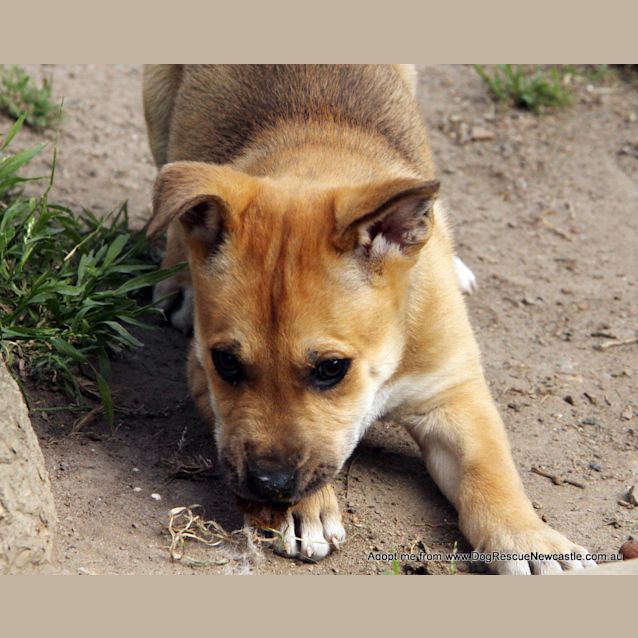 Photo of Justice, (On Trial 30/8/14)german Shepherd X Akita