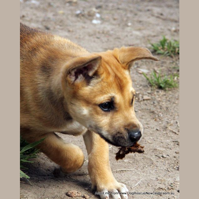Photo of Justice, (On Trial 30/8/14)german Shepherd X Akita