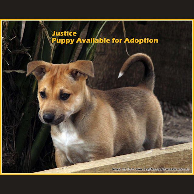 Photo of Justice, (On Trial 30/8/14)german Shepherd X Akita