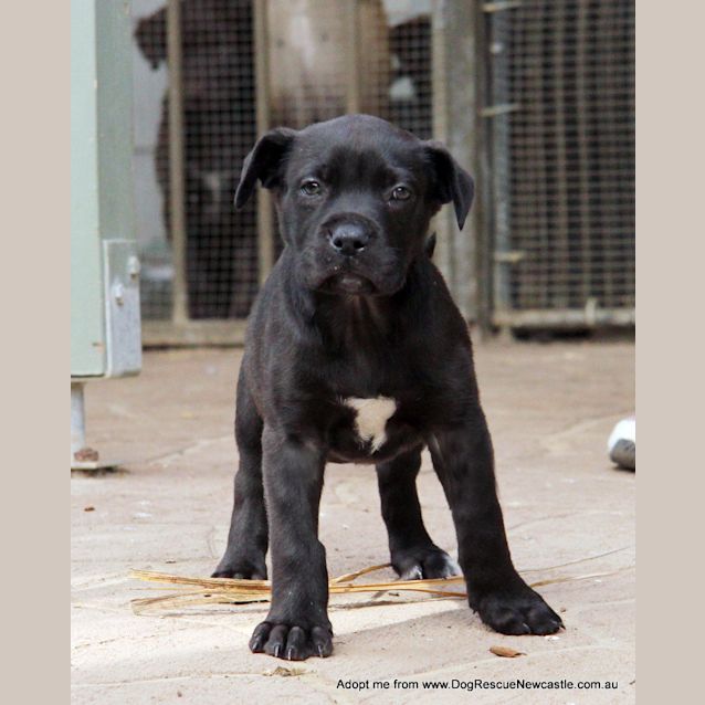 Photo of Xanthe (On Trial 13/9/14)~ Labrador X Mastiff Pup