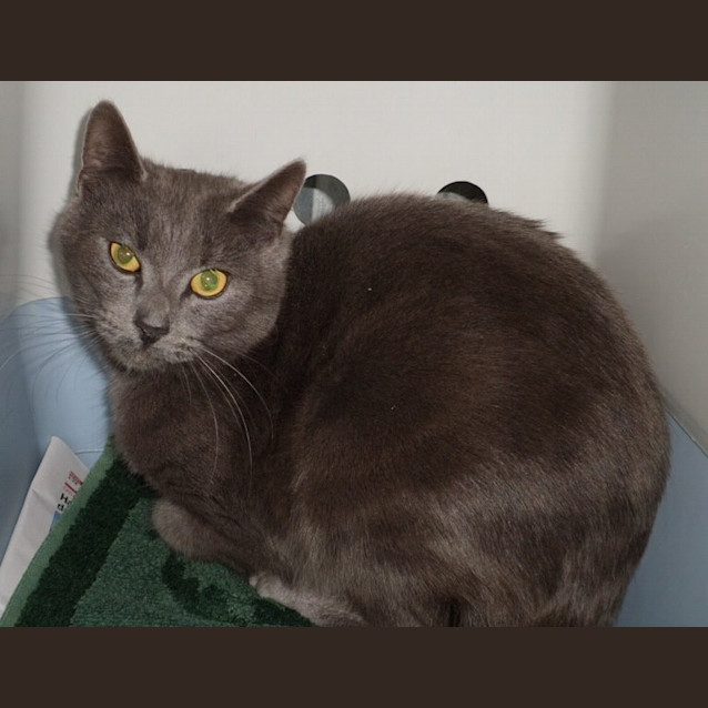 Photo of "Harley" Purrfect Match