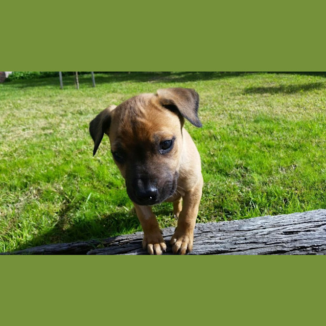 Photo of Marley
