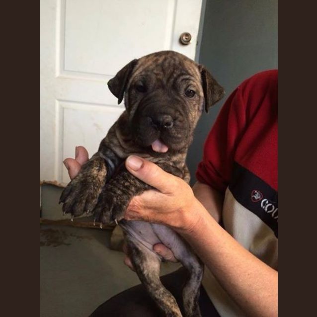 Photo of Nova! 6 Week Old Female Puppy