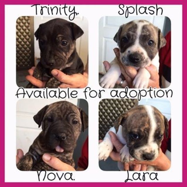 Photo of Nova! 6 Week Old Female Puppy