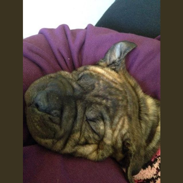 Photo of Nova! 6 Week Old Female Puppy