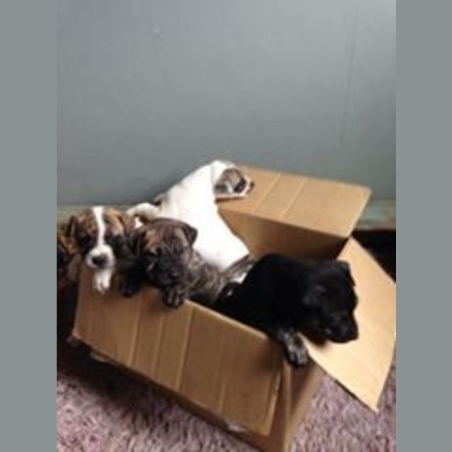 Photo of Nova! 6 Week Old Female Puppy