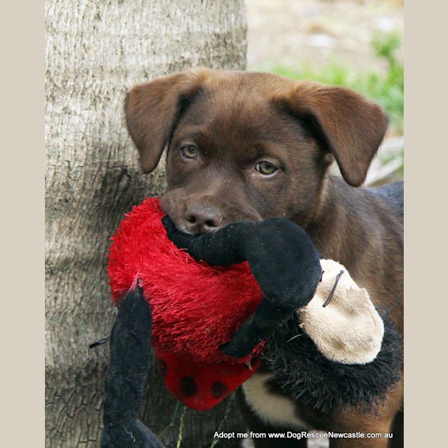 Photo of Nova (On Trial 23/8/14) ~ Labrador X Kelpie Puppy