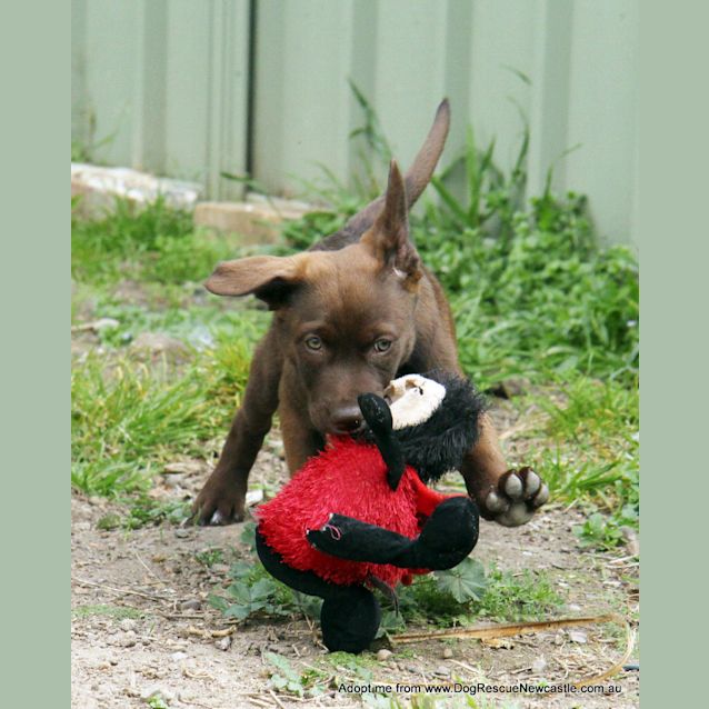 Photo of Nova (On Trial 23/8/14) ~ Labrador X Kelpie Puppy
