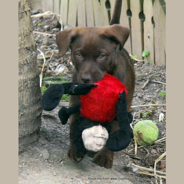 Photo of Nova (On Trial 23/8/14) ~ Labrador X Kelpie Puppy