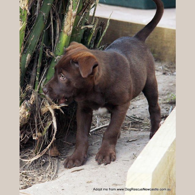 Photo of Nova (On Trial 23/8/14) ~ Labrador X Kelpie Puppy