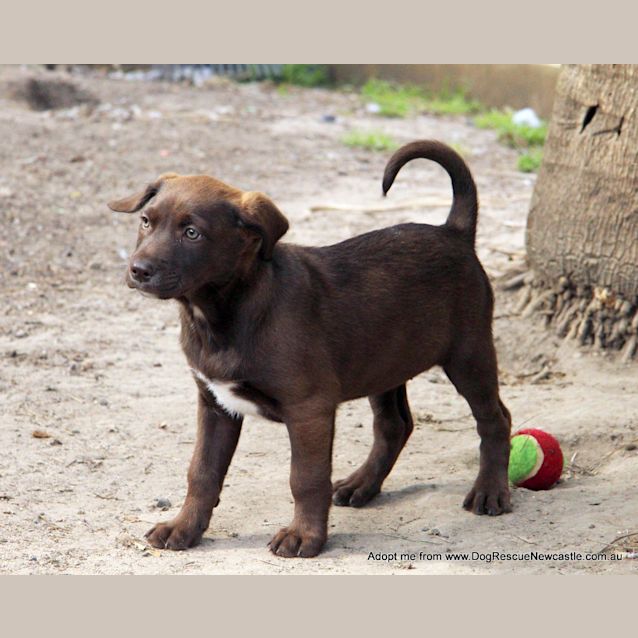 Photo of Nova (On Trial 23/8/14) ~ Labrador X Kelpie Puppy