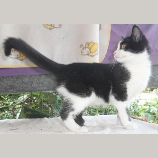 Photo of Toto