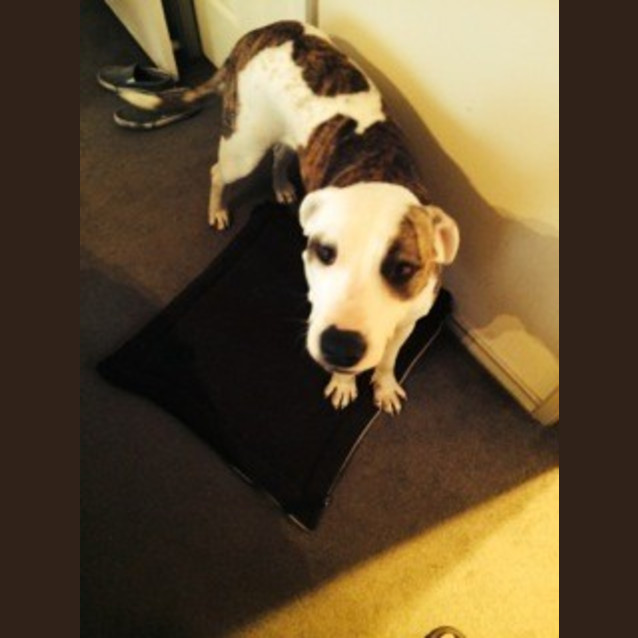 Photo of Bella