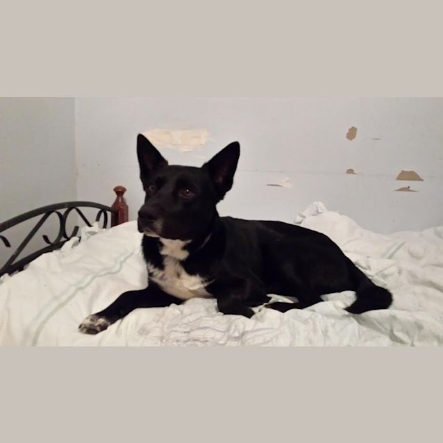 Photo of Jasper
