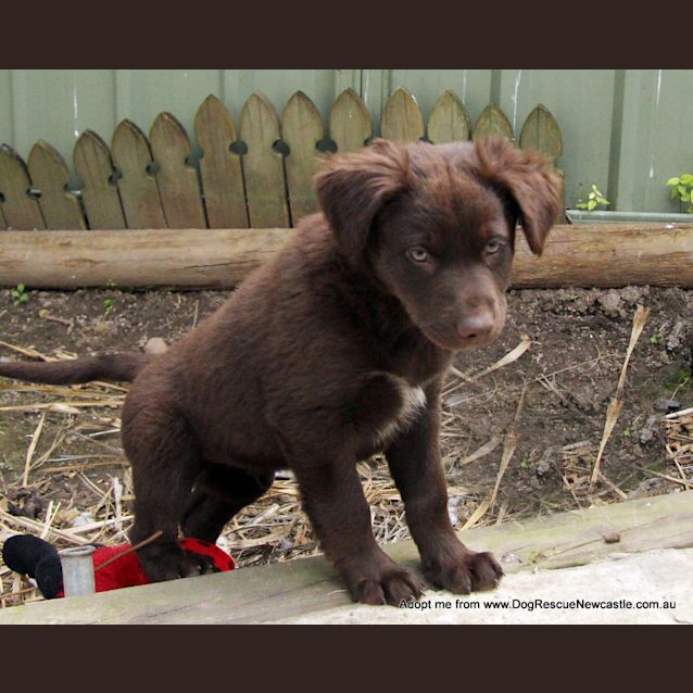 Photo of Sultan (On Trial 30/8/14) Labrador X Kelpie