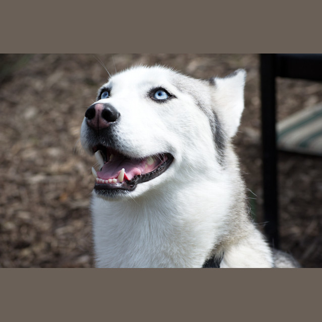 Photo of Skye
