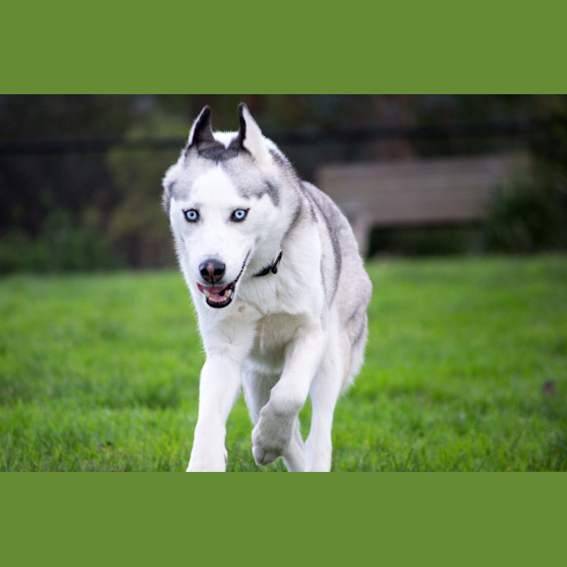 Photo of Skye