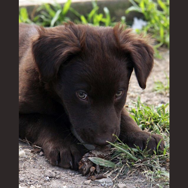 Photo of Sultan (On Trial 30/8/14) Labrador X Kelpie