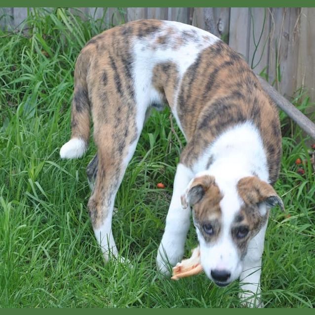 Photo of Otis