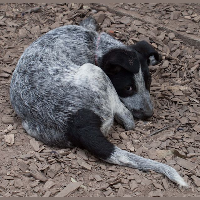 Photo of Mac