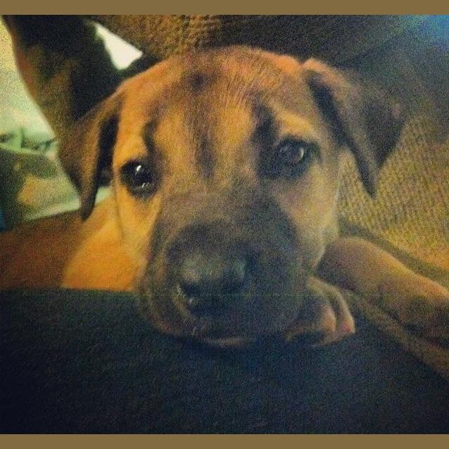 Photo of Olive