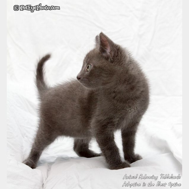 Photo of Jaggy