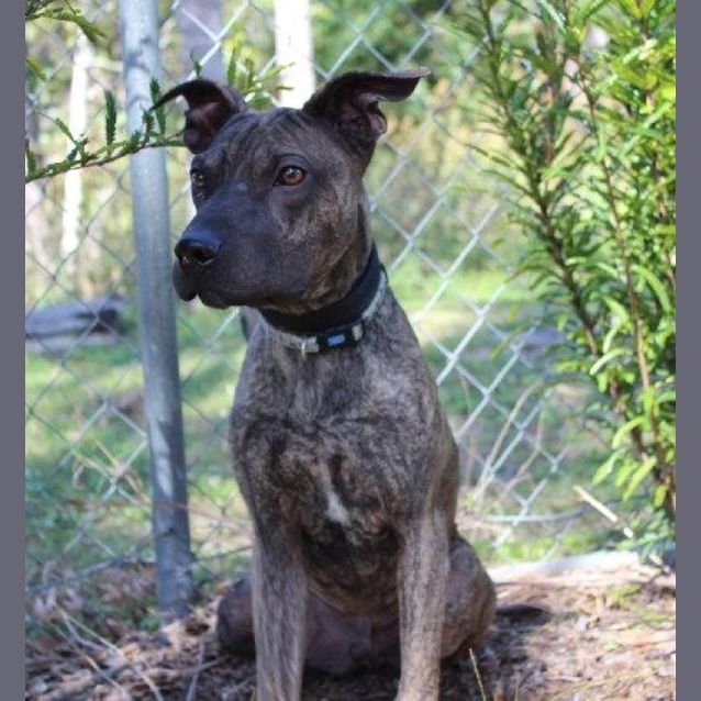 Photo of Tallis