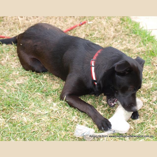 Photo of Millie ~ Kelpie (On Trial 22/8/14)