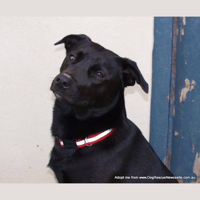 Photo of Millie ~ Kelpie (On Trial 22/8/14)