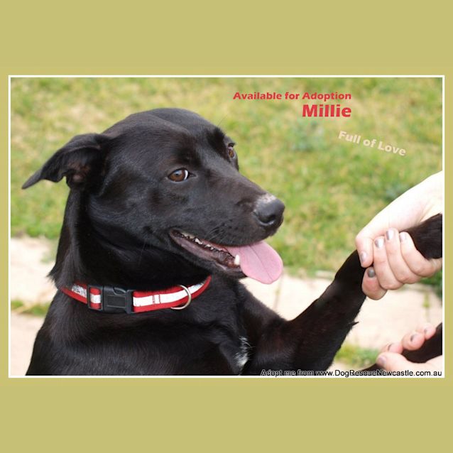 Photo of Millie ~ Kelpie (On Trial 22/8/14)