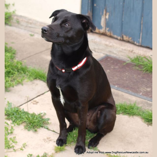Photo of Millie ~ Kelpie (On Trial 22/8/14)