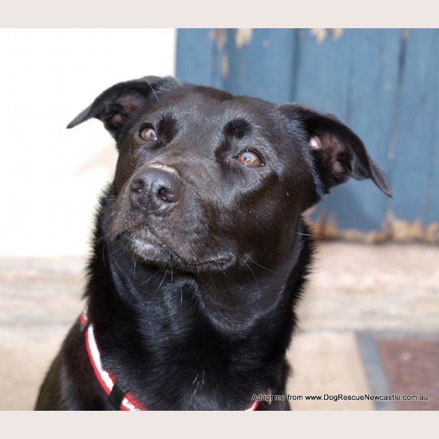 Photo of Millie ~ Kelpie (On Trial 22/8/14)