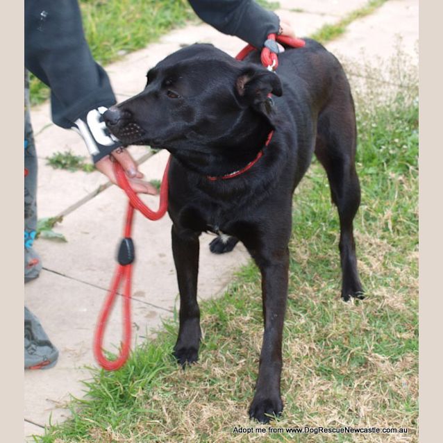Photo of Millie ~ Kelpie (On Trial 22/8/14)