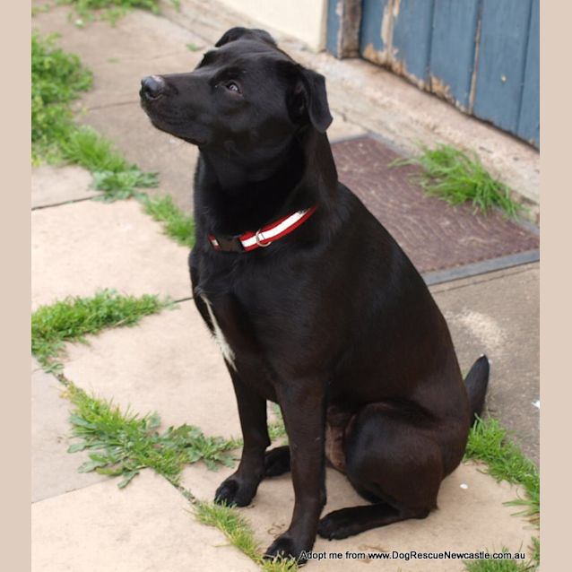 Photo of Millie ~ Kelpie (On Trial 22/8/14)