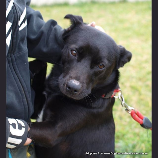 Photo of Millie ~ Kelpie (On Trial 22/8/14)