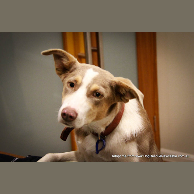 Photo of Sparky (On Trial 29/9/14)