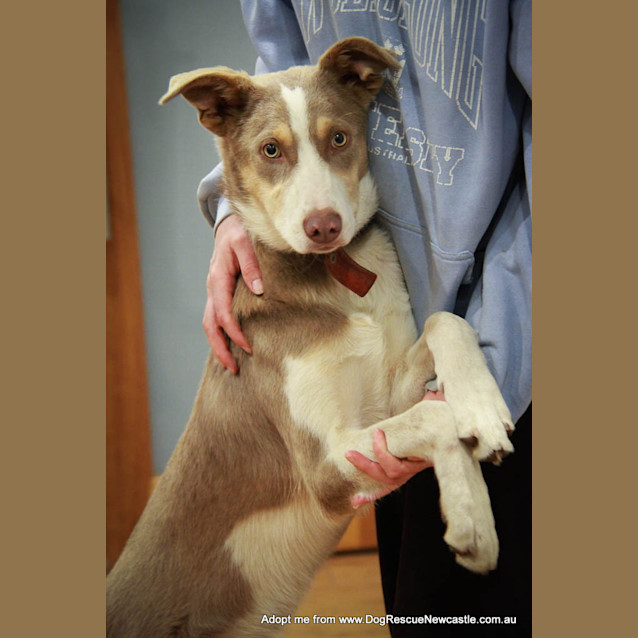 Photo of Sparky (On Trial 29/9/14)