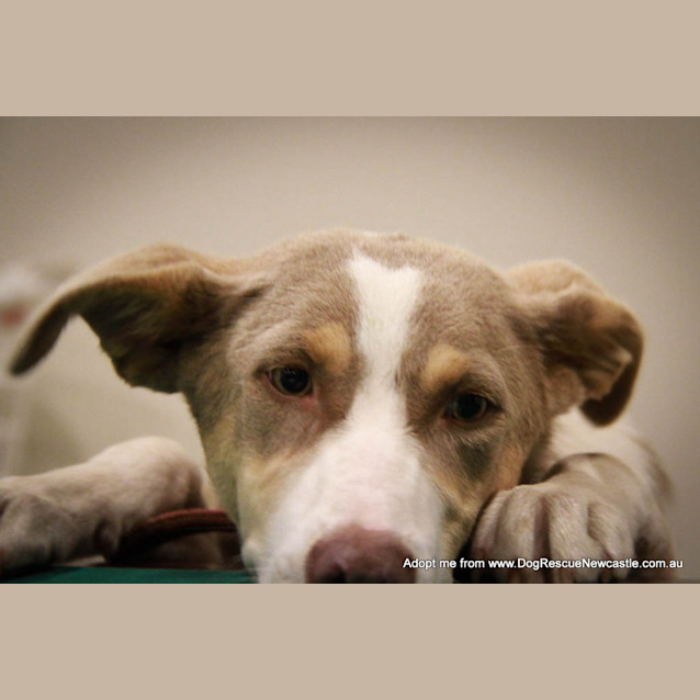 Photo of Sparky (On Trial 29/9/14)