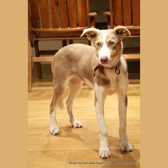 Photo of Sparky (On Trial 29/9/14)