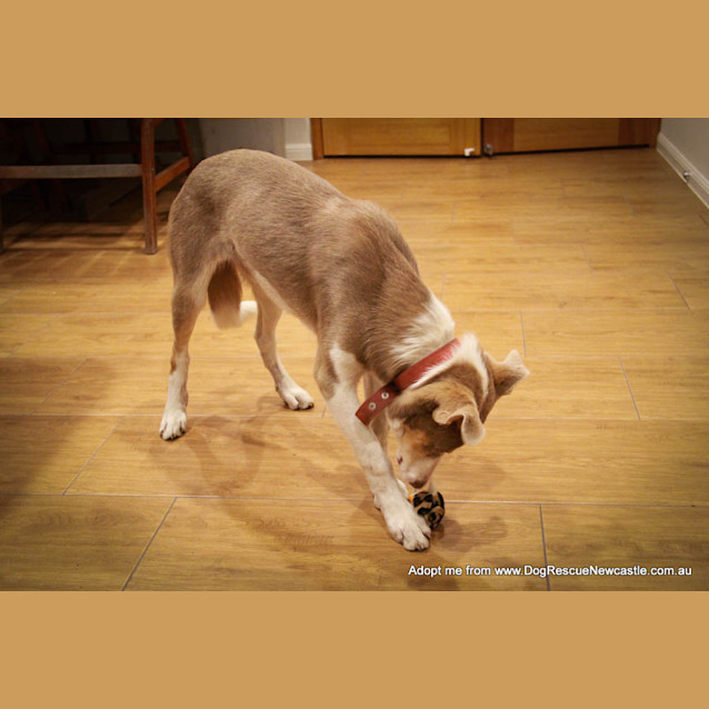 Photo of Sparky (On Trial 29/9/14)