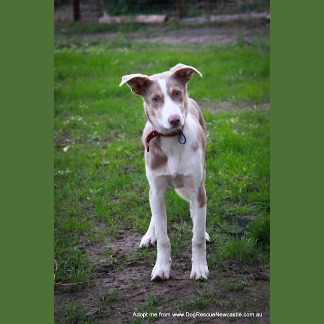 Photo of Sparky (On Trial 29/9/14)