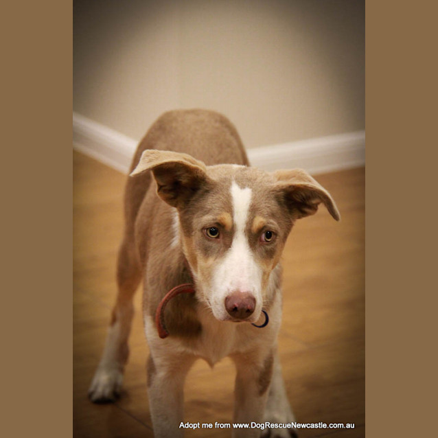 Photo of Sparky (On Trial 29/9/14)