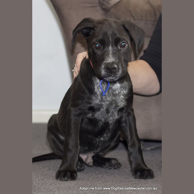 Photo of Puppy Dynamo (On Trial ~25/9/14)
