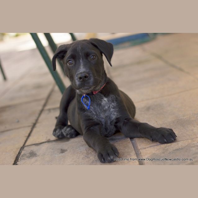 Photo of Puppy Dynamo (On Trial ~25/9/14)