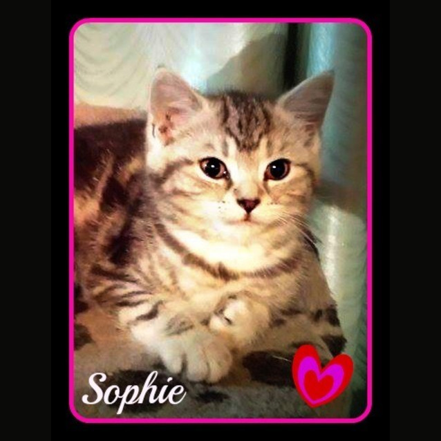 Photo of Sophie 