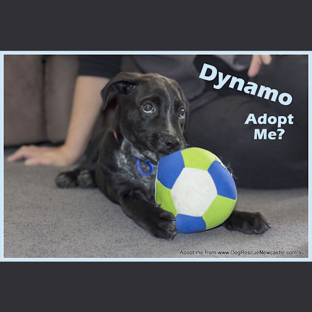 Photo of Puppy Dynamo (On Trial ~25/9/14)