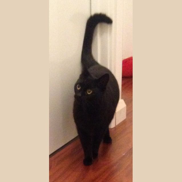 Photo of Harriet (Bn C256) 
