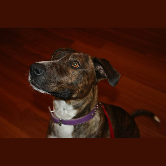 Photo of Stella