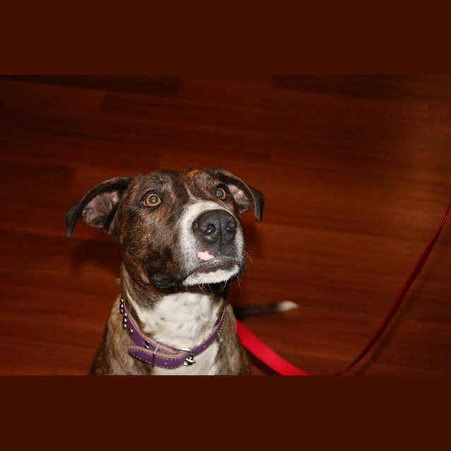 Photo of Stella