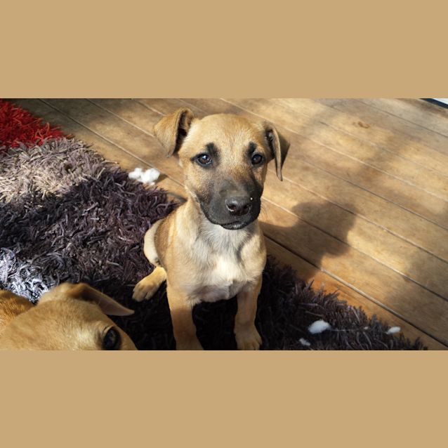 Photo of Scout